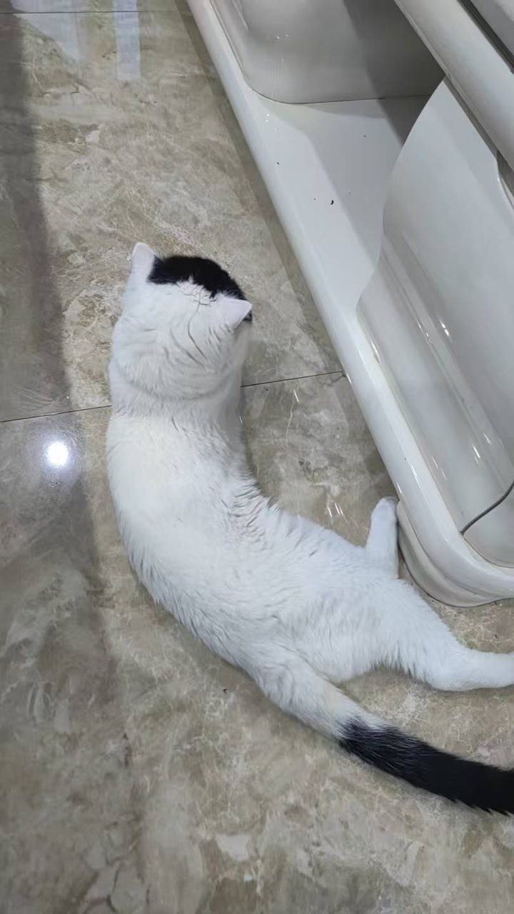 免费送2岁蓝白公猫