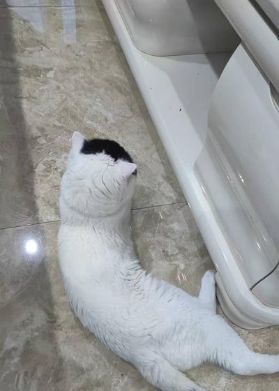 免费送2岁蓝白公猫