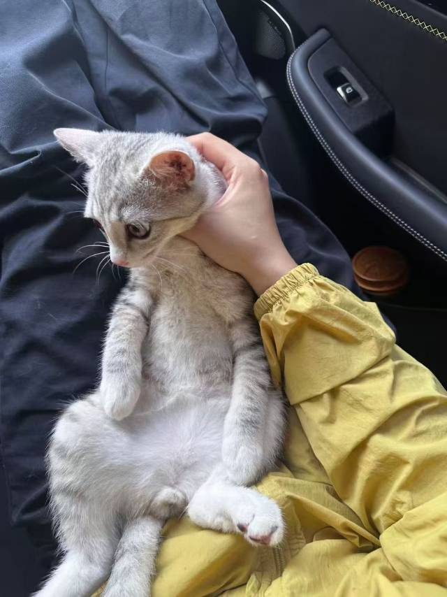 雍华庭附近无偿领养小公猫