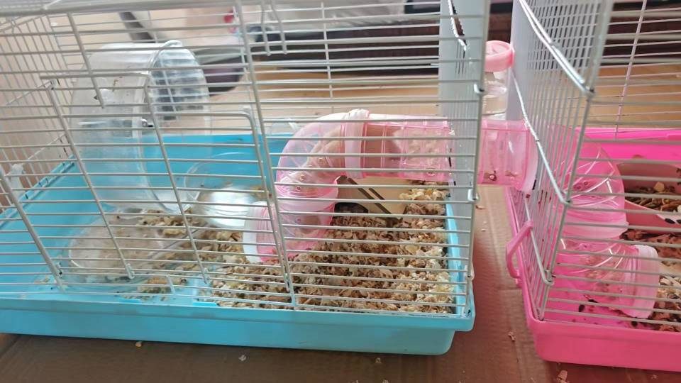 免费领养金丝熊仓鼠 送全套用品