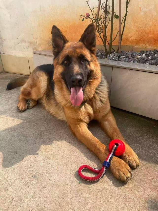 纯种德牧公犬疫苗全出售