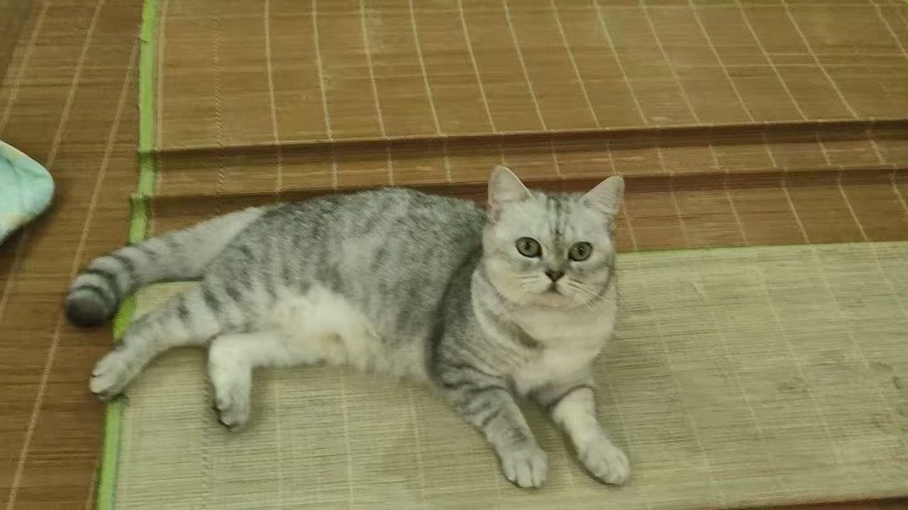 纯种银渐层母猫无偿领养