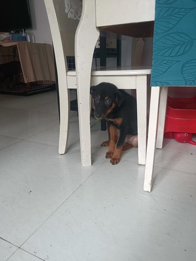 自家纯土狗