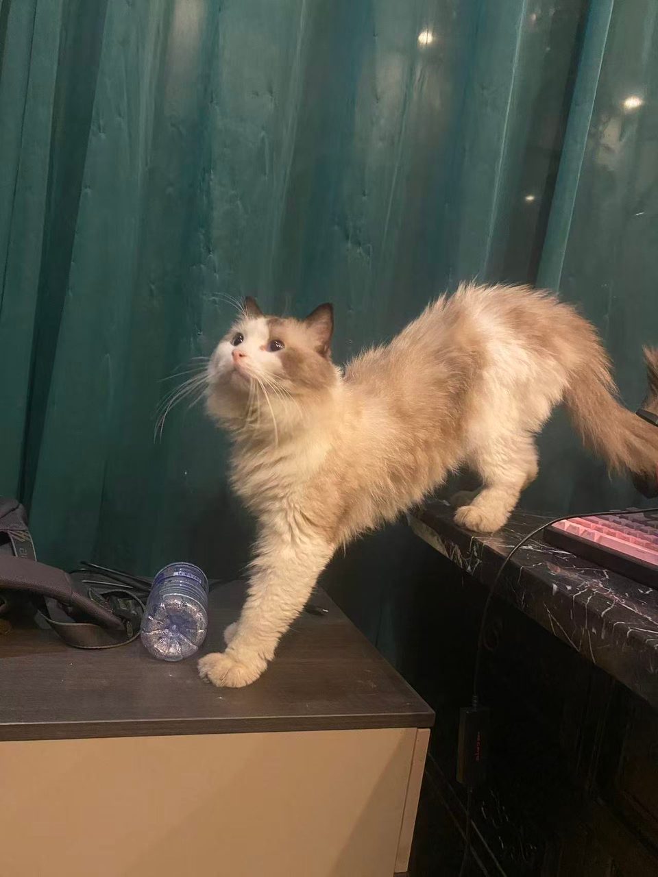 布偶猫公的已经做了绝育有想养猫咪的可以dd