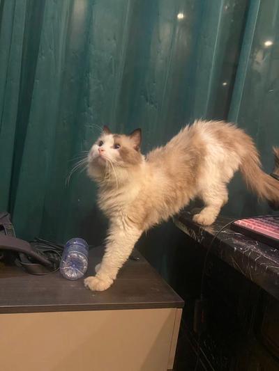 布偶猫公的已经做了绝育有想养猫咪的可以dd