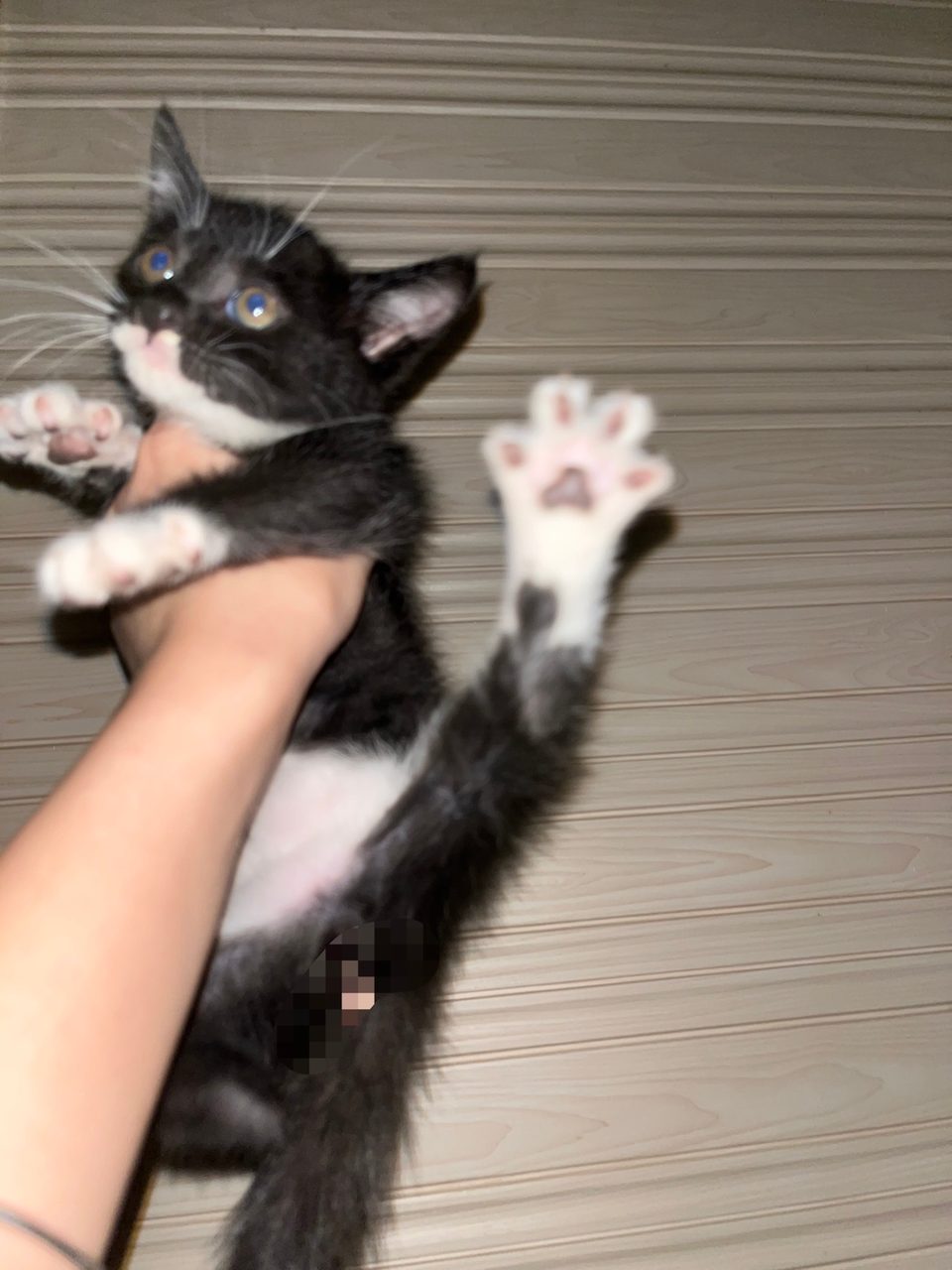 猫咪领养 无偿 两个月 就是要有工作 自己家大猫生的 联系方式