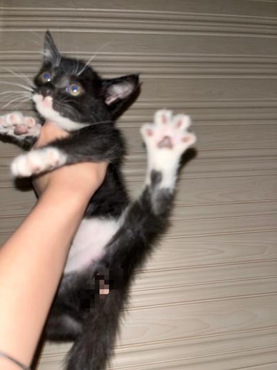 猫咪领养 无偿 两个月 就是要有工作 自己家大猫生的 联系方式