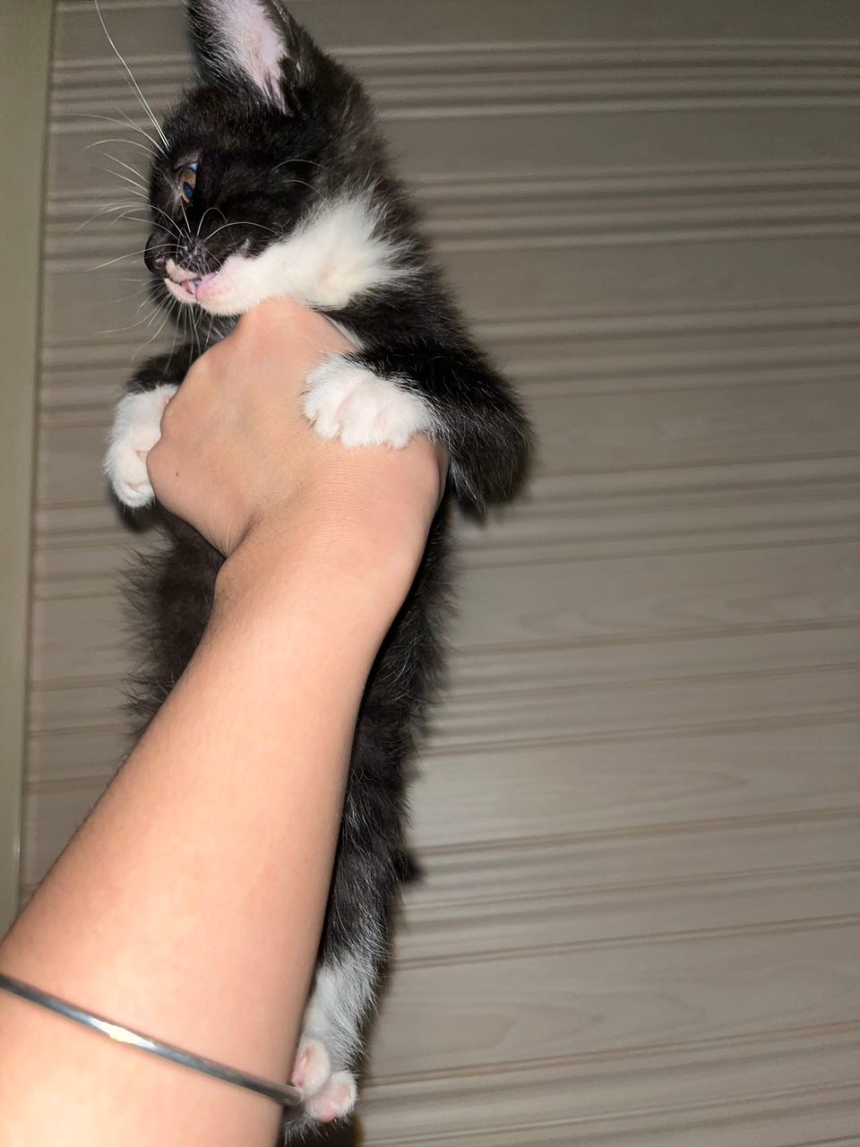 猫咪领养 无偿 两个月 就是要有工作 自己家大猫生的 联系方式