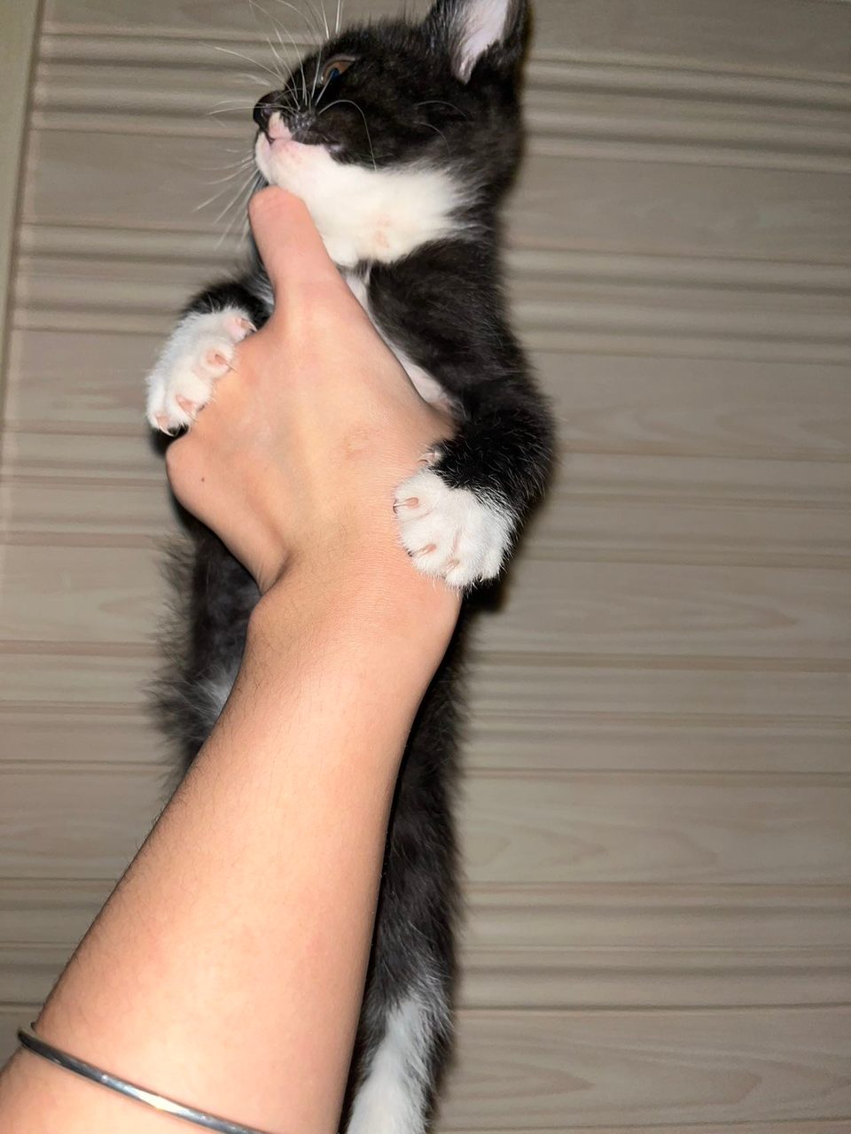 猫咪领养 无偿 两个月 就是要有工作 自己家大猫生的 联系方式